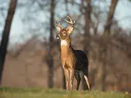 Tips for Tracking Deer in the South East